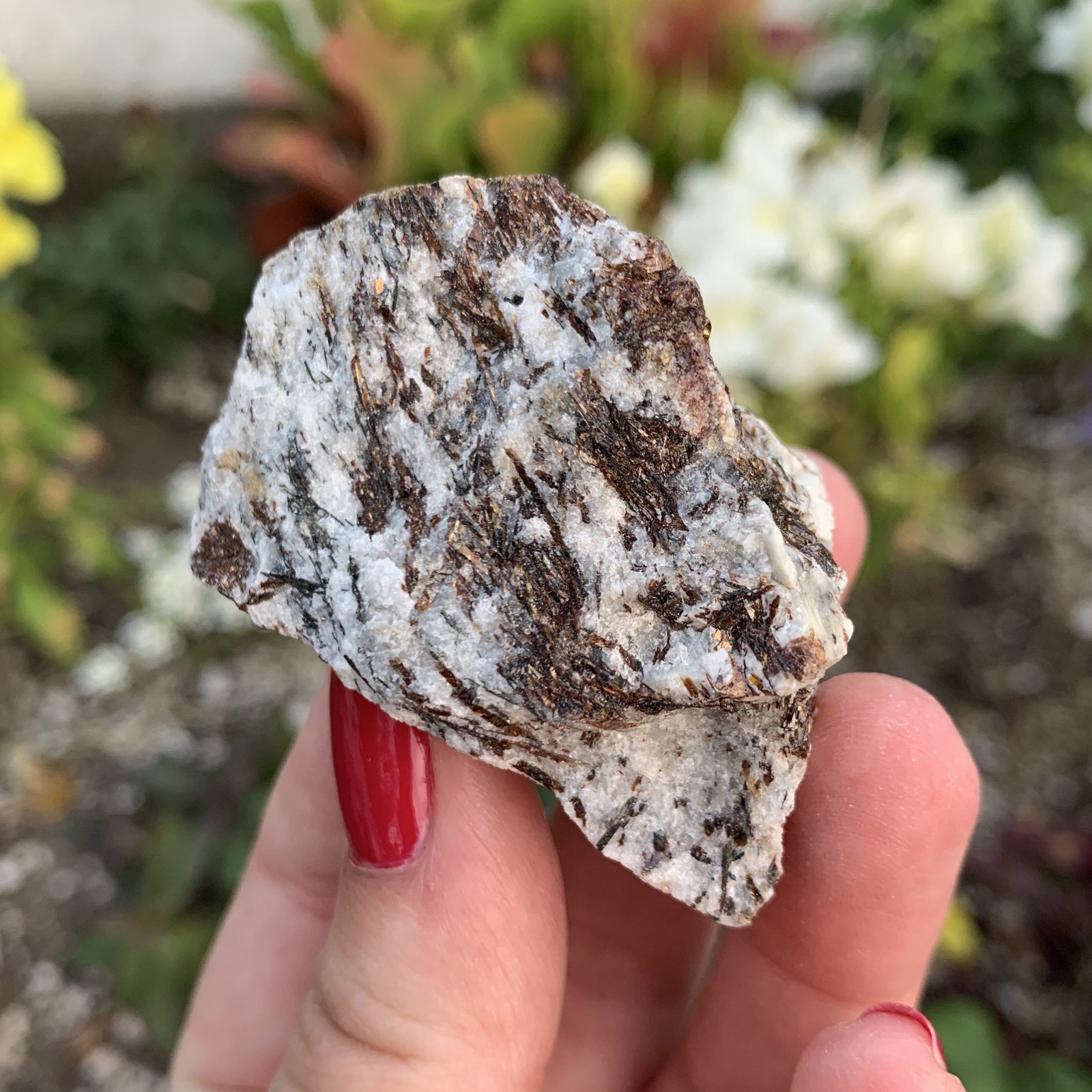 Astrophyllite 2" - Sparkle Rock Pop